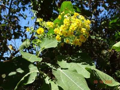 Rumfordia floribunda, photographed by Luis F. Ramírez
