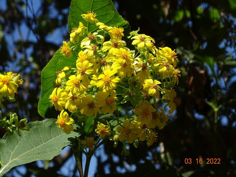 Rumfordia floribunda, photographed by Luis F. Ramírez