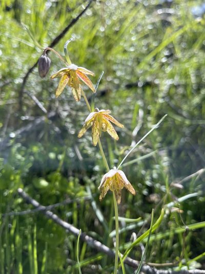 Fritillaria micrantha, photographed by Dee Shea Himes