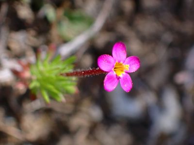 Leptosiphon bicolor, photographed by Cricket Raspet