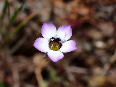 Gilia tricolor, photographed by Cricket Raspet