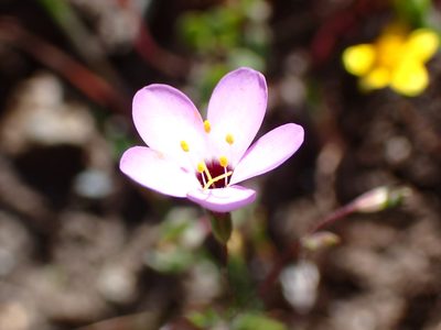 Leptosiphon ambiguus, photographed by Cricket Raspet