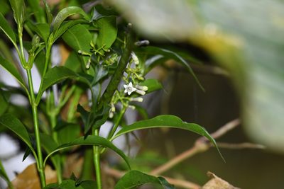 Palicourea salicifolia, photographed by Trevor Van Loon
