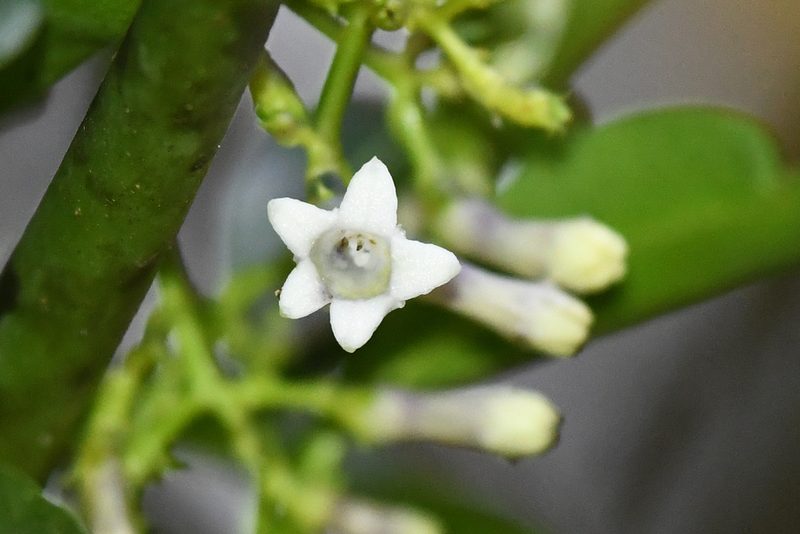 Palicourea salicifolia, photographed by Trevor Van Loon