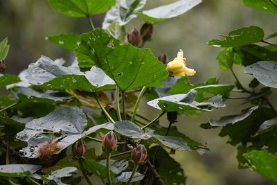 Wercklea woodsonii, photographed by Trevor Van Loon