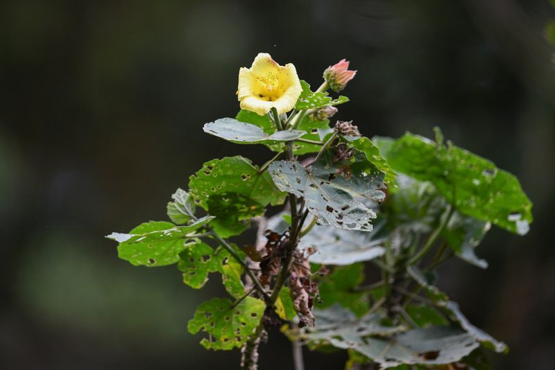Wercklea woodsonii, photographed by Trevor Van Loon