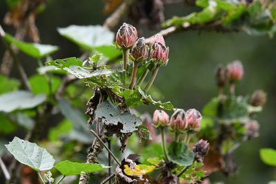 Wercklea woodsonii, photographed by Trevor Van Loon