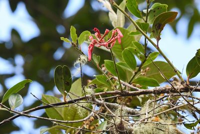 Macleania rupestris, photographed by Trevor Van Loon