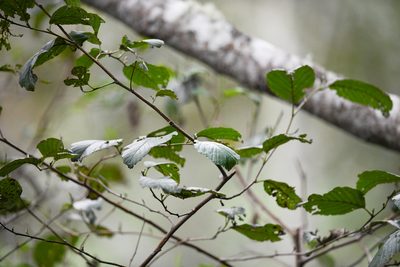 Alnus acuminata, photographed by Trevor Van Loon