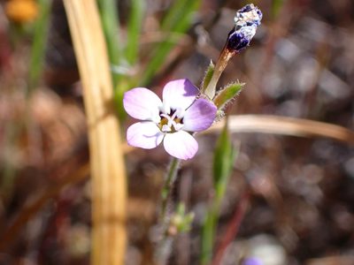 Gilia tricolor, photographed by Cricket Raspet