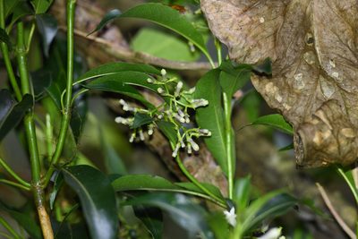 Palicourea salicifolia, photographed by Trevor Van Loon