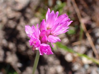 Allium serra, photographed by Cricket Raspet