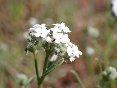 Cryptantha flaccida, photographed by Cricket Raspet