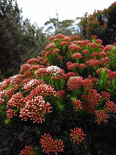 Ozothamnus purpurascens, photographed by Cowirrie