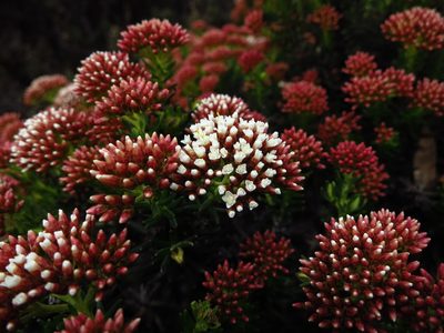 Ozothamnus purpurascens, photographed by Cowirrie