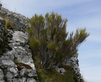Dracophyllum acerosum, photographed by Alice Shanks