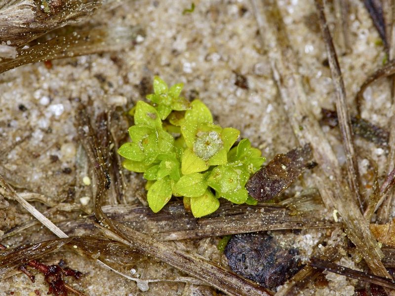 Lepuropetalon spathulatum, photographed by Michelle W. （鍾偉瑋）