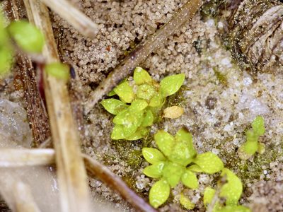 Lepuropetalon spathulatum, photographed by Michelle W. （鍾偉瑋）