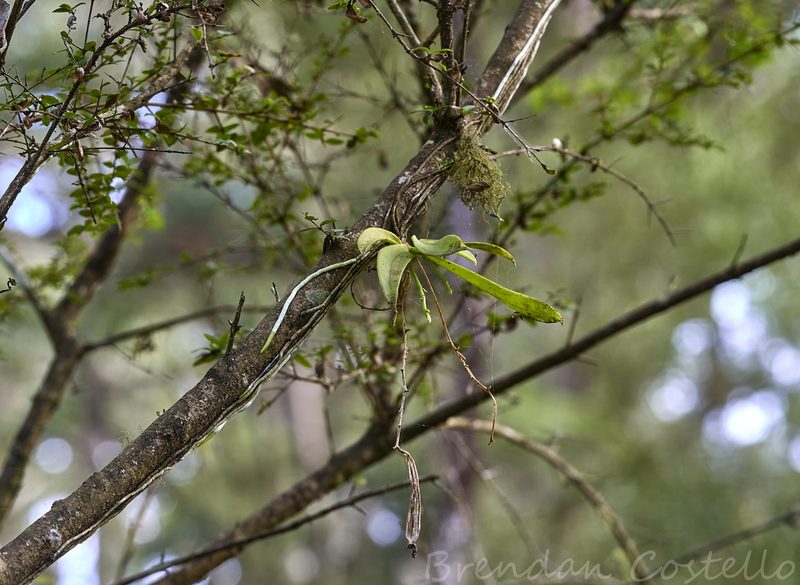 Sarcochilus australis, photographed by Brendan Costello