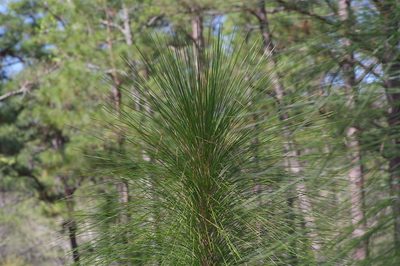Pinus palustris, photographed by Michelle W. （鍾偉瑋）