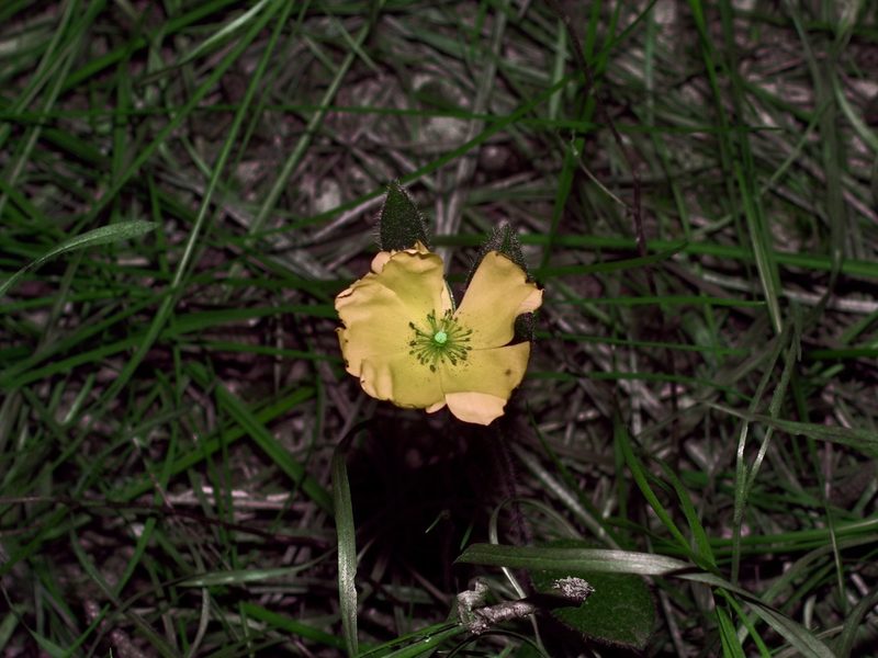 Crocanthemum carolinianum, photographed by Michelle W. （鍾偉瑋）