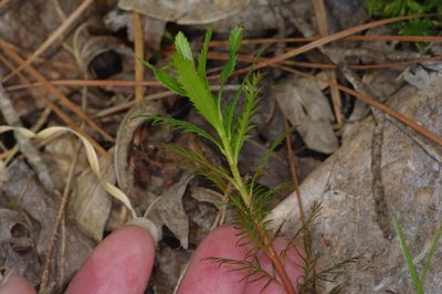 Proserpinaca palustris, photographed by Michelle W. （鍾偉瑋）