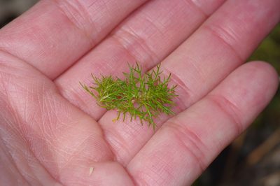 Myriophyllum pinnatum, photographed by Michelle W. （鍾偉瑋）