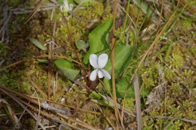 Viola primulifolia, photographed by Michelle W. （鍾偉瑋）