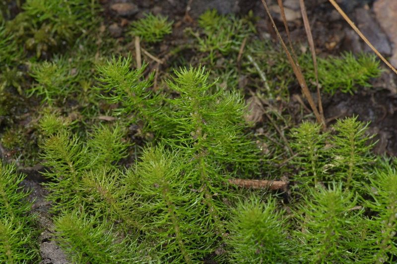 Myriophyllum pinnatum, photographed by Michelle W. （鍾偉瑋）