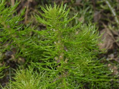 Myriophyllum pinnatum, photographed by Michelle W. （鍾偉瑋）