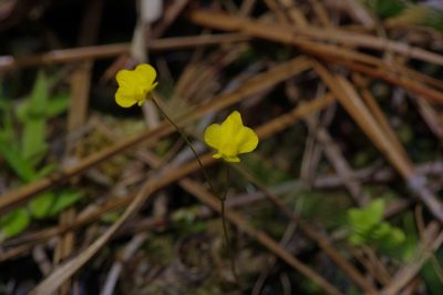 Utricularia subulata, photographed by Michelle W. （鍾偉瑋）