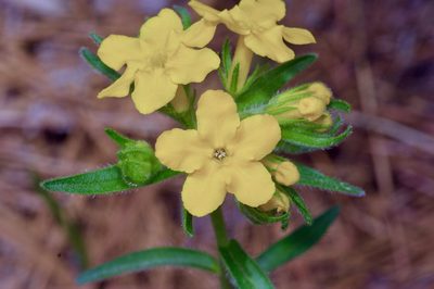 Lithospermum caroliniense, photographed by Michelle W. （鍾偉瑋）