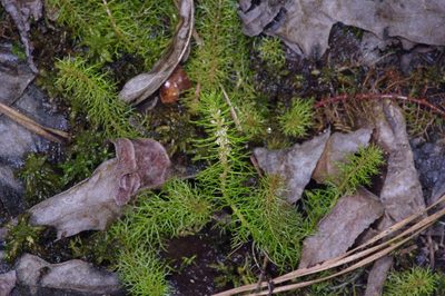 Myriophyllum pinnatum, photographed by Michelle W. （鍾偉瑋）