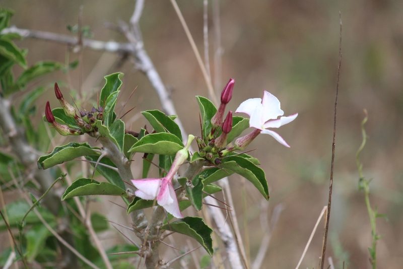 Pachypodium saundersii, photographed by Noeleen du Toit