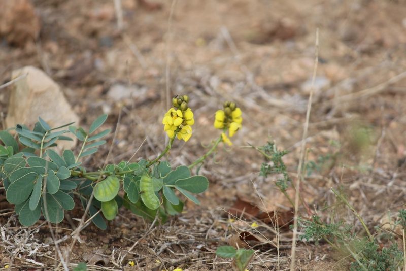 Senna italica, photographed by Noeleen du Toit