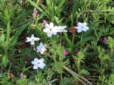Ipheion uniflorum, photographed by mami_t_t