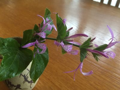 Hypoestes aristata, photographed by Tony Rebelo
