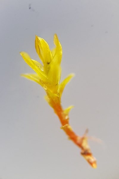 Trichostomum meridionale, photographed by Helen Waterman