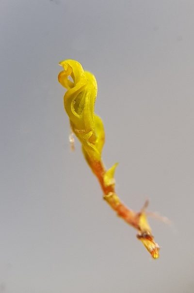 Trichostomum meridionale, photographed by Helen Waterman