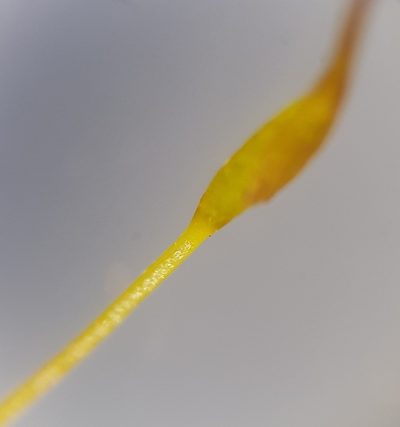 Trichostomum meridionale, photographed by Helen Waterman