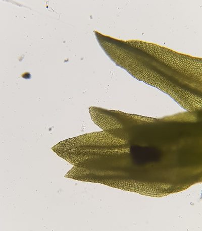 Trichostomum meridionale, photographed by Helen Waterman