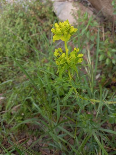 Euphorbia biumbellata, photographed by Pere Barnola