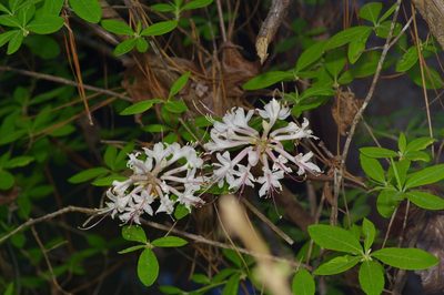 Rhododendron canescens, photographed by Michelle W. （鍾偉瑋）