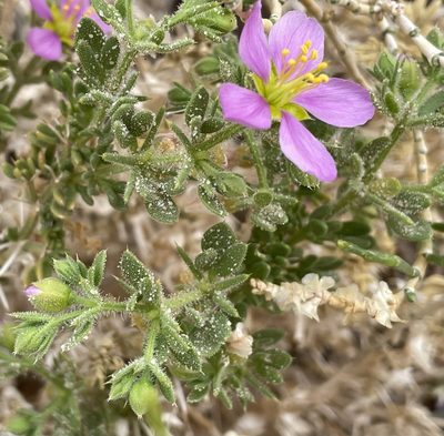 Zygophyllum molle, photographed by Henrik Kibak