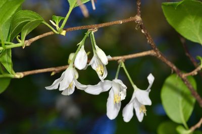Halesia diptera, photographed by Michelle W. （鍾偉瑋）