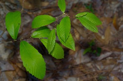 Castanea pumila, photographed by Michelle W. （鍾偉瑋）