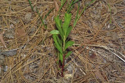 Stillingia sylvatica, photographed by Michelle W. （鍾偉瑋）