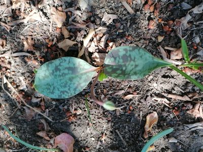Erythronium dens-canis, photographed by Daniel Linzbauer