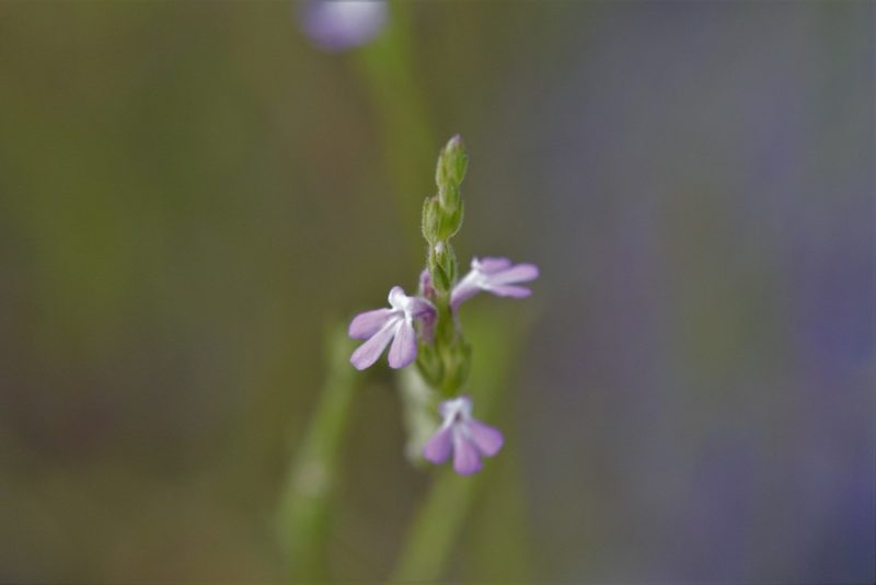 Striga parviflora, photographed by Hugo Innes