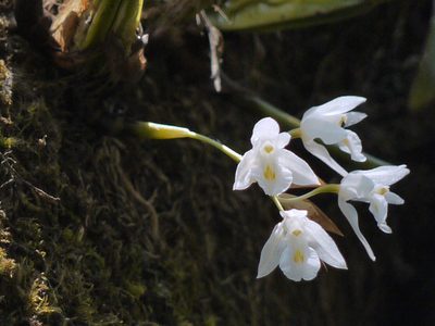 Coelogyne breviscapa, photographed by Dinesh Valke